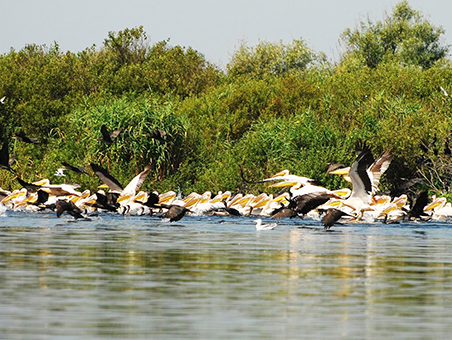 /assets/img/regiuni/Sud-Est/regiune/Delta Dunarii.jpg